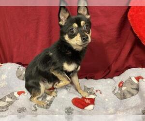 Chihuahua-Unknown Mix Dogs for adoption in Modesto, CA, USA