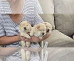 Litter of 5 - Male Chow ChowLitter of Puppies for Sale - Photo #7