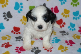 Shorkie Tzu Puppy for sale in ORO VALLEY, AZ, USA