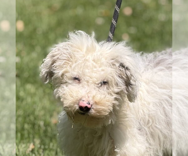 Medium Photo #3 Mutt Puppy For Sale in Yardley, PA, USA