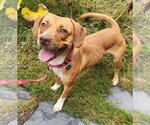 PR 55  Heaven HHS RRP - Female Mutt Dog for Adoption - Small photo