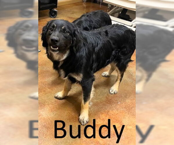 Medium Photo #2 Border-Aussie Puppy For Sale in Mountain View, AR, USA