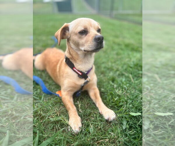 Medium Photo #2 Mutt Puppy For Sale in Canton, CT, USA