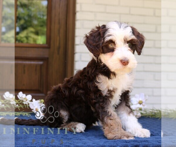 Medium Photo #3 Bernedoodle (Miniature) Puppy For Sale in NARVON, PA, USA