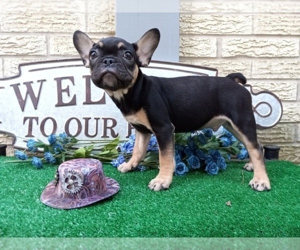 Medium Photo #2 French Bulldog Puppy For Sale in CARTHAGE, TX, USA