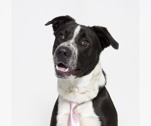Border Collie-Unknown Mix Dogs for adoption in Santa Maria, CA, USA