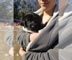 Small Photo #3 Labradoodle-Labrador Retriever Mix Puppy For Sale in HERALD, CA, USA