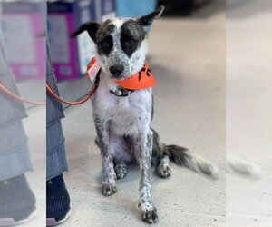 Mutt Dogs for adoption in Holly Springs, NC, USA