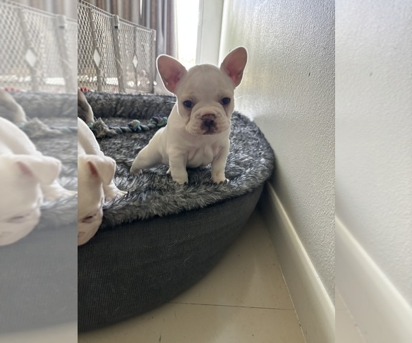 Medium Photo #7 French Bulldog Puppy For Sale in MISSION, TX, USA
