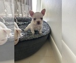 Small #6 French Bulldog