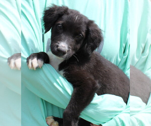 Medium Photo #1 Catahoula Leopard Dog-Labrador Retriever Mix Puppy For Sale in Prattville, AL, USA