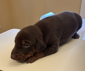 Doberman Pinscher Puppy for sale in PECK, KS, USA