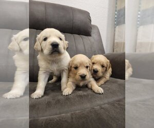 English Cream Golden Retriever Puppy for sale in SACRAMENTO, CA, USA