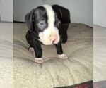 Small #6 American Bulldog
