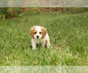 Cocker Spaniel Puppy for sale in NAPPANEE, IN, USA