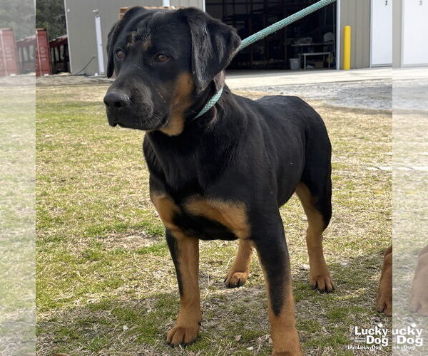Medium Photo #3 Basset Hound-Rottweiler Mix Puppy For Sale in Washington, DC, USA