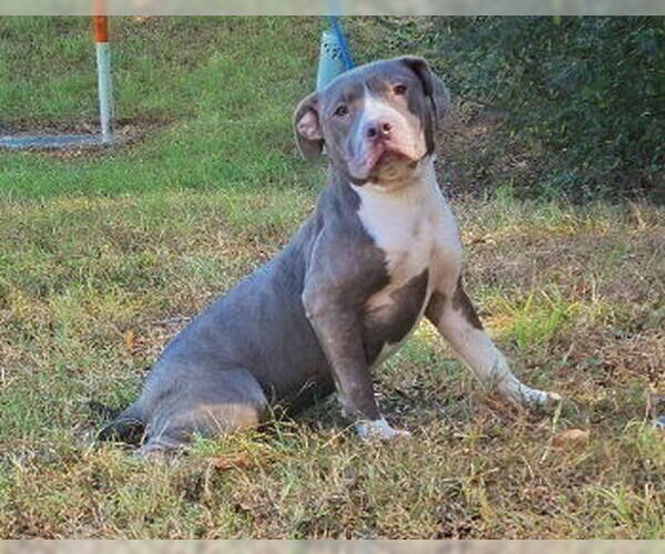 Medium Photo #2 American Pit Bull Terrier-Unknown Mix Puppy For Sale in Wetumpka, AL, USA