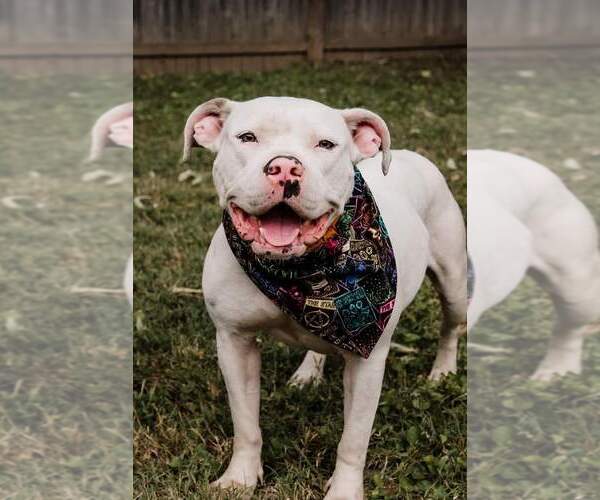 Medium Photo #1 American Pit Bull Terrier-Unknown Mix Puppy For Sale in Evansville, IN, USA