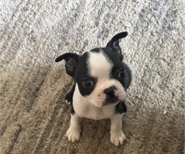 Medium Photo #1 Faux Frenchbo Bulldog Puppy For Sale in MOUNT ORAB, OH, USA