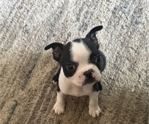 Medium Faux Frenchbo Bulldog