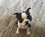 Puppy Puppy 7 KK Faux Frenchbo Bulldog