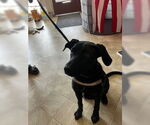 Small #9 Sheprador
