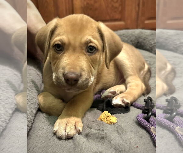Medium Photo #2 Labrador Retriever-Unknown Mix Puppy For Sale in Germantown, OH, USA