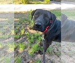 Small Photo #2 Labrador Retriever-Unknown Mix Puppy For Sale in San Diego, CA, USA
