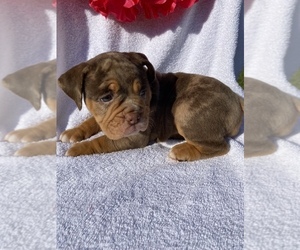 Olde English Bulldogge Puppy for sale in BEECH GROVE, IN, USA