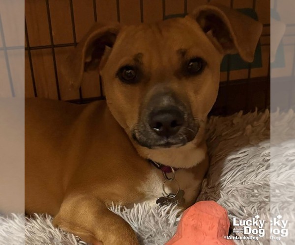 Medium Photo #3 Beagle-Unknown Mix Puppy For Sale in Washington, DC, USA