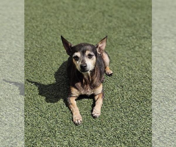 Medium Photo #5 Chihuahua-Unknown Mix Puppy For Sale in Rockwall, TX, USA