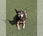Small #4 Chihuahua Mix