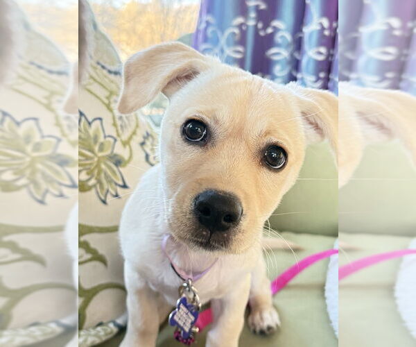 Medium Photo #2 Labrador Retriever Puppy For Sale in Oak Bluffs, MA, USA