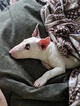 Small Photo #143 Bull Terrier Puppy For Sale in JACKSON, MI, USA