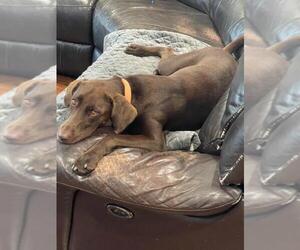 Labrador Retriever Dogs for adoption in San Diego, CA, USA