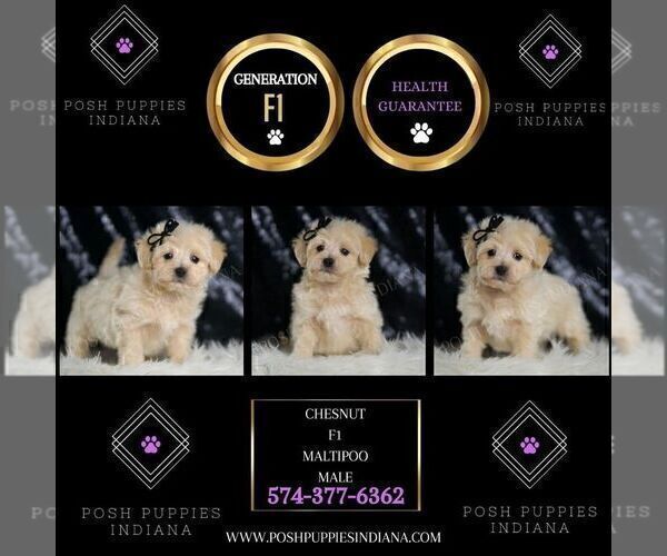 Medium Photo #82 Maltipoo (Miniature) Puppy For Sale in WARSAW, IN, USA