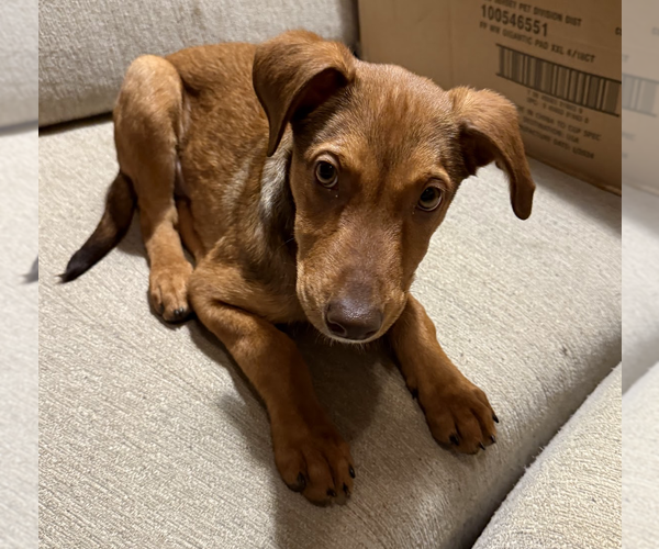 Medium Photo #9 Mutt Puppy For Sale in Brooklyn, NY, USA