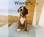 Small Photo #1 English Setter-Irish Setter Mix Puppy For Sale in COOKEVILLE, TN, USA