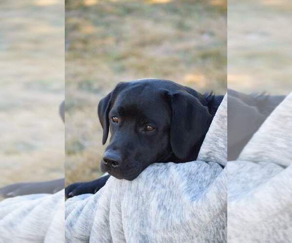 Medium Photo #1 Labrador Retriever Puppy For Sale in SWEET HOME, OR, USA