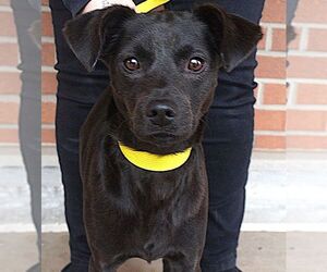 Labrador Retriever-Unknown Mix Dogs for adoption in Carrollton, TX, USA