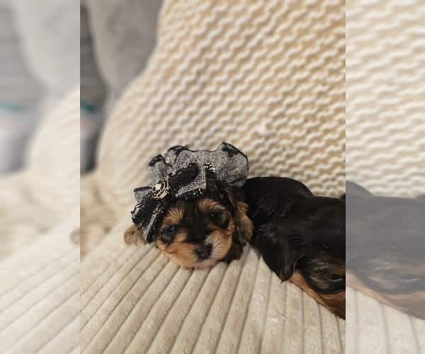 Medium Photo #1 Yorkshire Terrier Puppy For Sale in SALEM, OR, USA