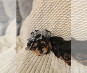 Yorkshire Terrier Puppy for sale in SALEM, OR, USA