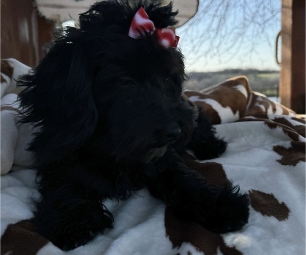 Medium Photo #3 Maltipoo Puppy For Sale in LANCASTER, MO, USA