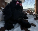 Small Photo #3 Maltipoo Puppy For Sale in LANCASTER, MO, USA