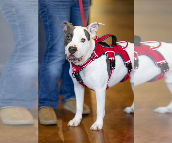 Medium Photo #10 Staffordshire Bull Terrier Puppy For Sale in Garner, NC, USA