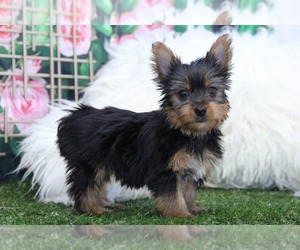 Yorkshire Terrier Puppy for sale in MARIETTA, GA, USA