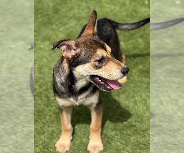 Medium Photo #6 Mutt Puppy For Sale in La Verne, CA, USA