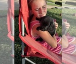 Small #1 Labrador Retriever