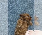 Small Photo #6 Cavapoo-Poodle (Miniature) Mix Puppy For Sale in ATGLEN, PA, USA