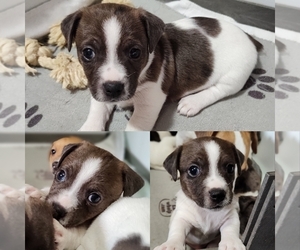 Jack Russell Terrier Puppy for sale in JASPER, FL, USA